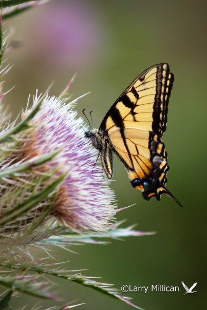 TigerSwallowtail06541 Eastern Tiger Swallowtail