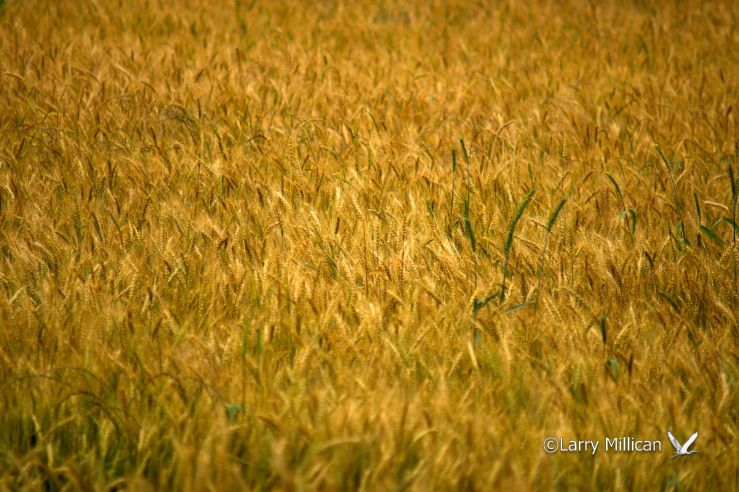 Wheat Field 243