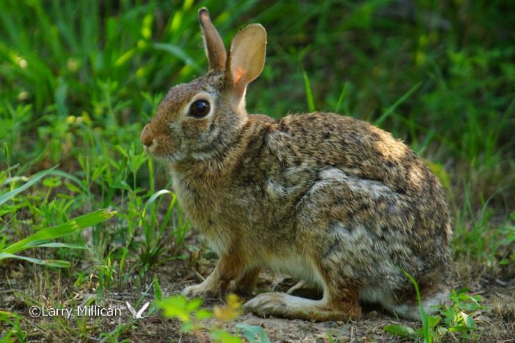 Cottontail Rabbit