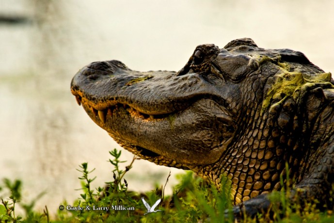 Brazos Bend Alligator