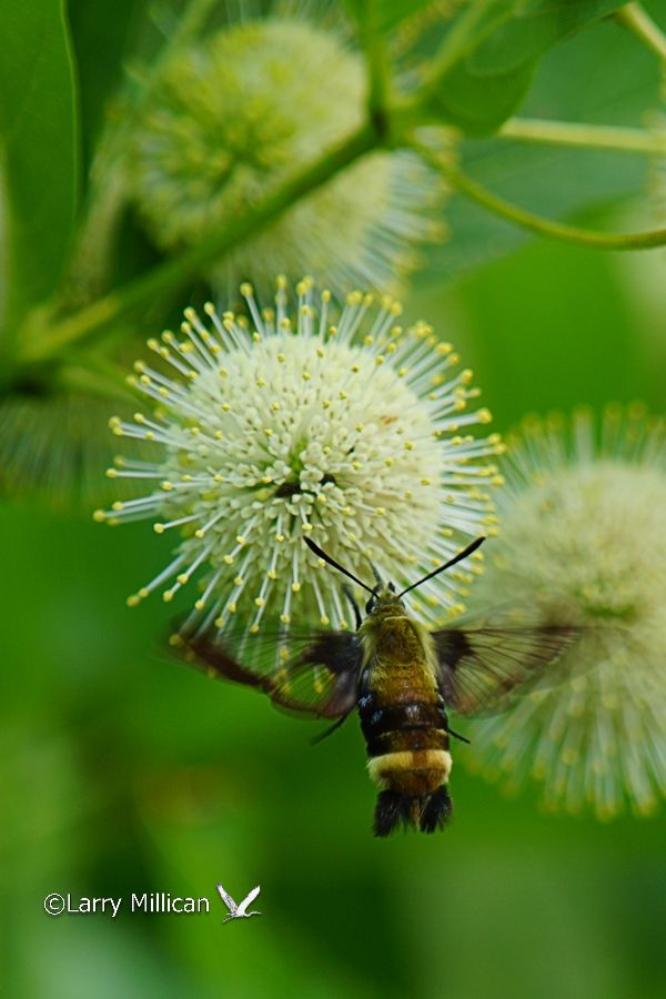 Hummingbird Moth