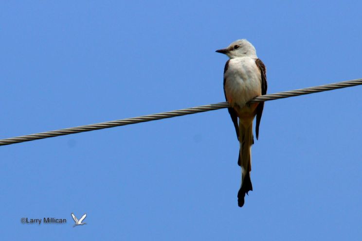 Scissortailed Flycatcher