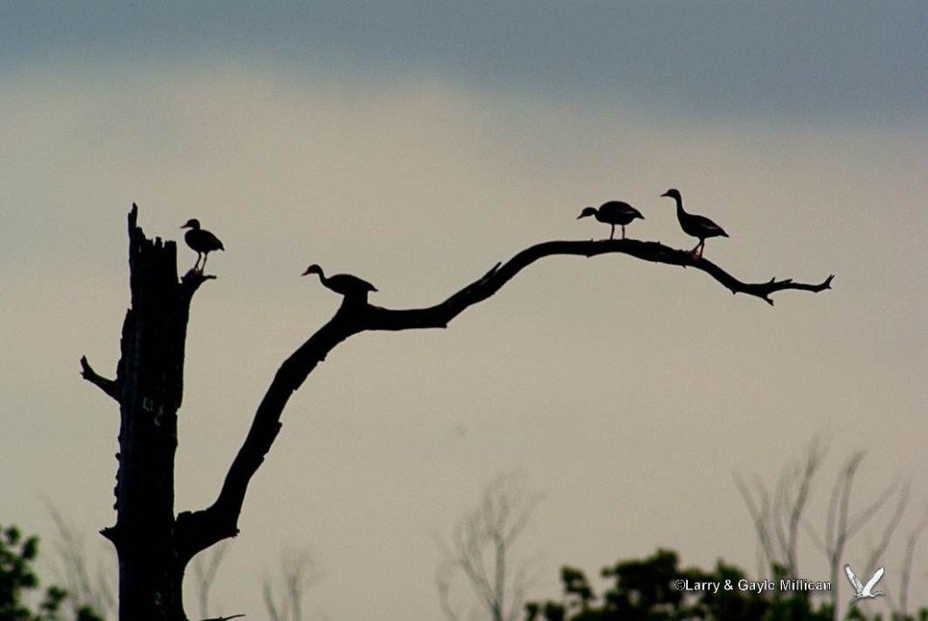Black-bellied Whistling-Ducks