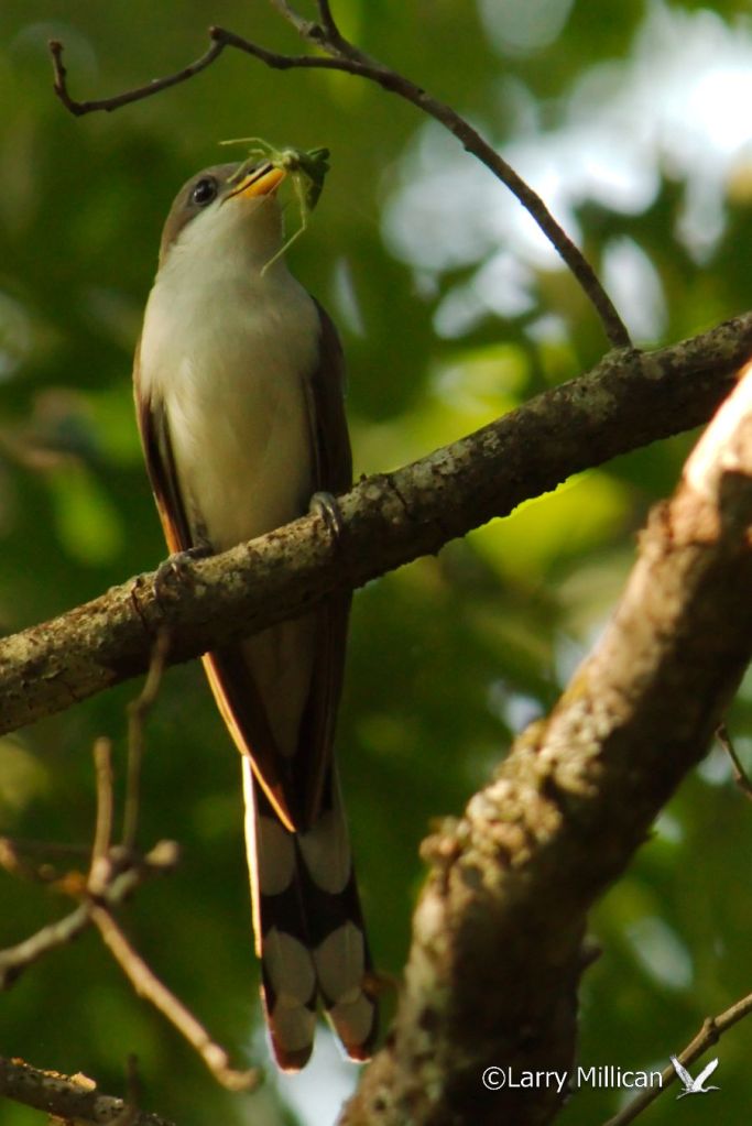 Yellow-Billed Cuckoo