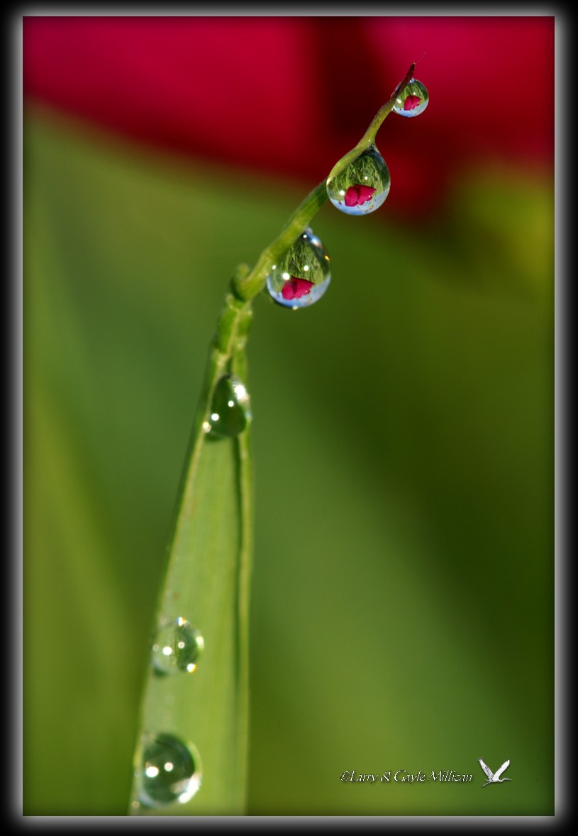 Wild rose reflected in water drops on grass