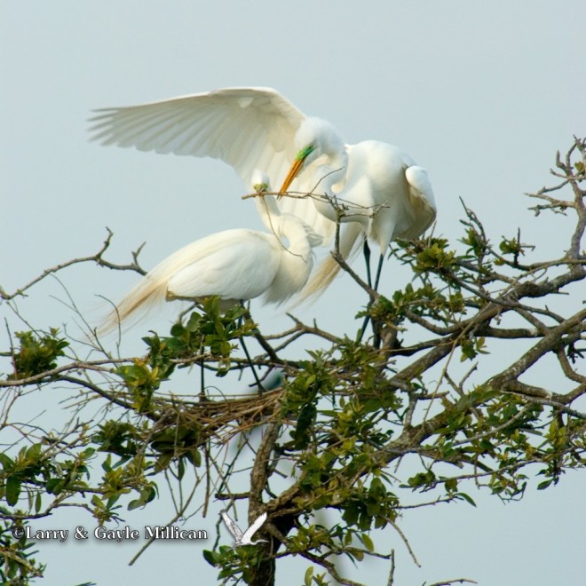 Great Egrets build their nest