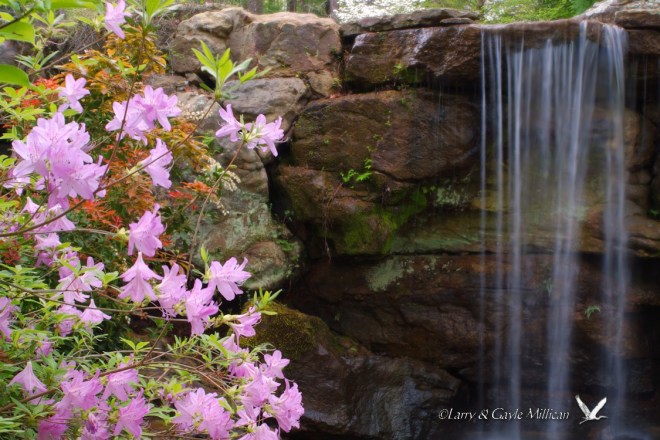 Waterfall and Rhododendrons 3064WaterfallAndRhododenrons