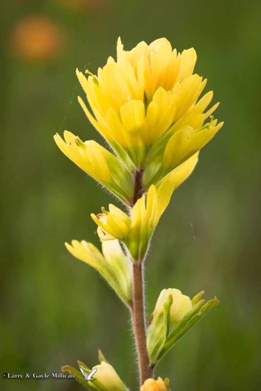 A yellow version of Indian Paintbrush