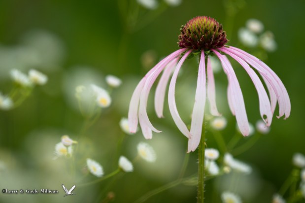 Purple Coneflower 03689