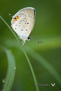 Eastern Tailed-Blue, Cherokee Prairie, Charleston, Arkansas