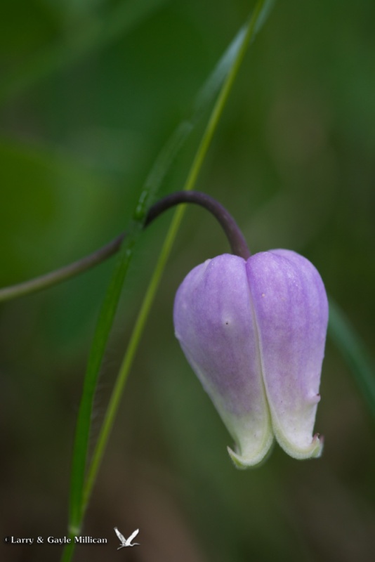 Leather Flower (Clematis versicolor)