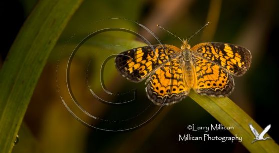 Pearl Crescent butterfly; late summer