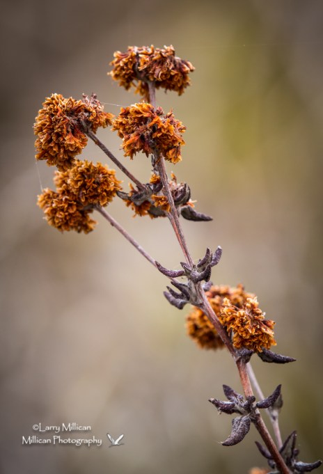 Small shrub with dried flowers and seed pods.