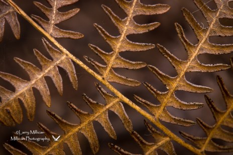 Bracken Fern closeup