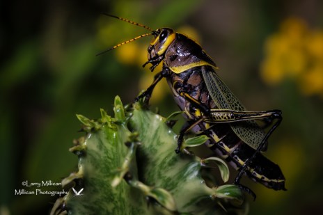 Colorful, exotic lubber grasshopper