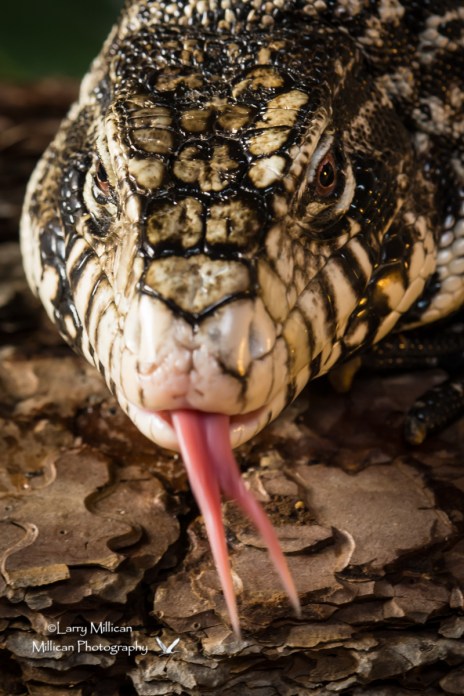 Gila Monster. I grew up hearing terrible stories about this animal...