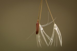 Dandelion Seeds, caught in a spider web