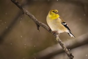 Goldfinch in falling snow