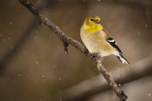 Goldfinch in falling snow