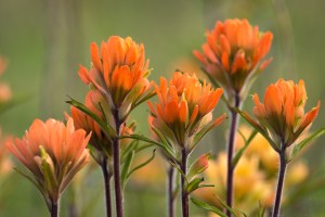 Paintbrush Family Cherokee Prairie near Charleston, Arkansas