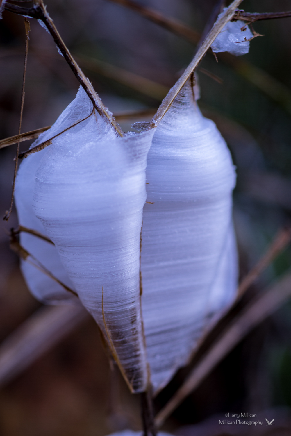 Frost Flowers 05964