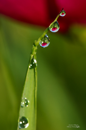 Dew Drops with Wild Rose