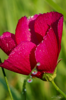Wild Rose and Dew Drops