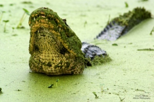 Displaying alligator