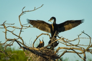 Cormorants at the Nest