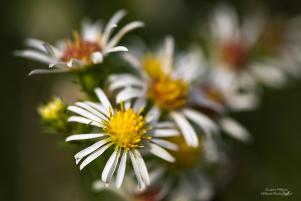 Frost Aster