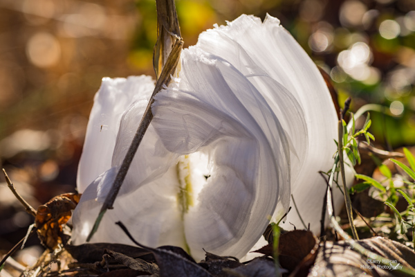 Frost Flower