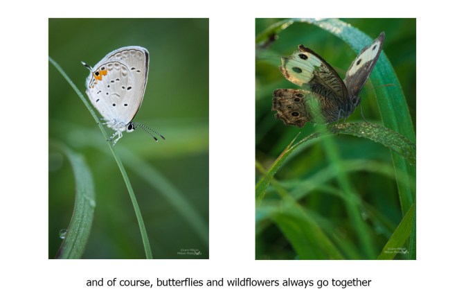 Vertical photos-butterflies-prairies