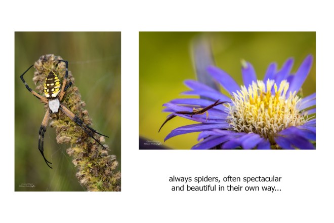 Vertical photos-prairies-2