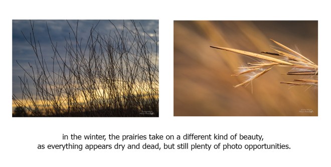 Vertical photos-prairies-4