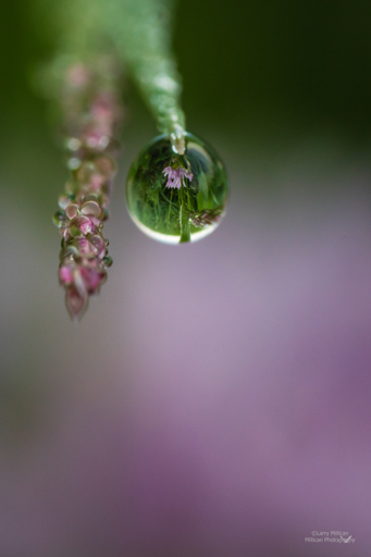 Dew Drops, Wild Onions