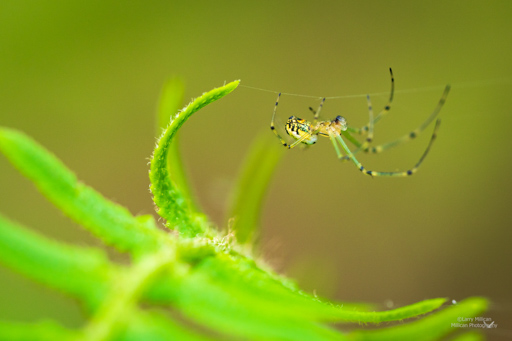 Orchard Web Weaver on Fern